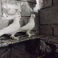 کبوتر سفید پاپر