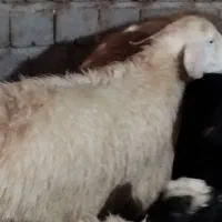 میش|حیوانات مزرعه|مهریز, |دیوار