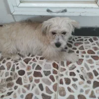 سگ فروشی|سگ|یزد, |دیوار