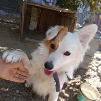 اشپیتز خالص