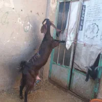 بزبزغاله نربز