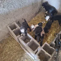 گوسفند|حیوانات مزرعه|مرودشت, دولت آباد|دیوار