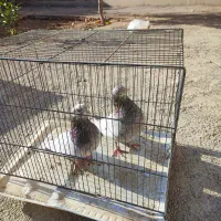 فروش کبوتر|پرنده|دهق, |دیوار