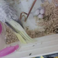 عروس هلندی ماده|پرنده|نسیمشهر, |دیوار