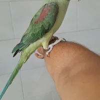 شاه طوطی سخنگو|پرنده|یزد, |دیوار