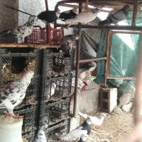 کبوتر|پرنده|شبانکاره, |دیوار