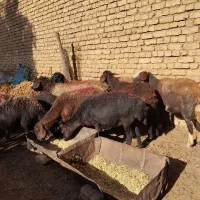 میش غزل افشار|حیوانات مزرعه|زنده رود, |دیوار