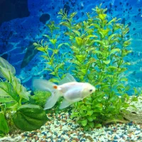 ماهی گلدفیش|ماهی|محمدشهر, محمدشهر|دیوار