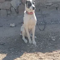 توله سگ|سگ|مشهد, میان ولایت|دیوار