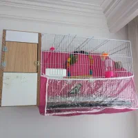 مولد گرینچیک و کتوله تضمینی|پرنده|مشهد, ویلاشهر|دیوار