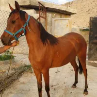 کره مادیان کورسی