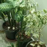 گل سانسوریاو