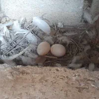 دوجفت کبوتر با تخم و جوجه|پرنده|نجفآباد, گلدشت|دیوار
