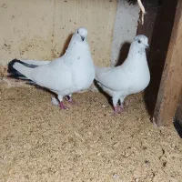 یکجفت کبوتردهنخورده.لانه ابادکن