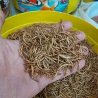 میل ورم خشک