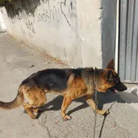 ژرمن شپرد|سگ|گنبد کاووس, |دیوار