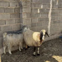 میش‌ و بز داشتی|حیوانات مزرعه|شیراز, ارم|دیوار