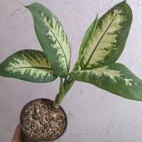 گل دیفن و پتوس