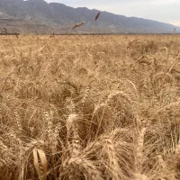 گندم خارجی تناژ زیاد