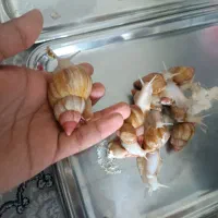 حلزون|خزنده|اصفهان, دارک|دیوار