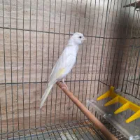 قناری ماده عروسک