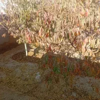 باغ ۶۰۰متری بعداز کارخانه اگزوز|فروش خانه و ویلا|نیشابور, مازول|دیوار