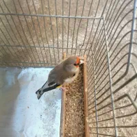 سهره کرمونی جوجه بزرگ شده زیر دهنی|پرنده|شیراز, انجیر|دیوار