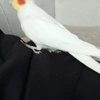 عروس هلندی نر رام|پرنده|جوانرود, |دیوار