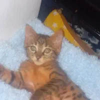 بچه گربه ۲ماهه