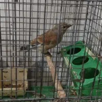 با سلام/سهره سینه سرخ نر|پرنده|قزوین, |دیوار