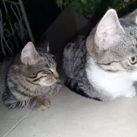 واگذاری رایگان گربه