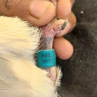 کبوتر پلاکی پلاک هلند ویگن اصل خون خالص به شرط