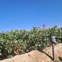 نهال پسته۴۰۴ فروشی|خدمات باغبانی و درختکاری|حنا, |دیوار