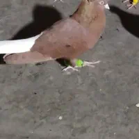 کبوتر|حیوانات|قم, چهل درخت‎|دیوار