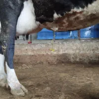 گاو با گوساله ماده|حیوانات مزرعه|شفت, |دیوار