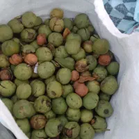 گردو|خوردنی و آشامیدنی|اصفهان, ستار|دیوار