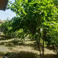 خانه سنتی|فروش خانه و ویلا|رودبنه, |دیوار