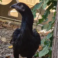 لاری|حیوانات مزرعه|خمینیشهر, |دیوار