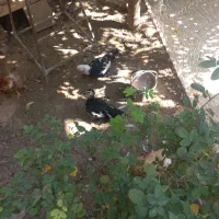 فروش دوعدد اردک