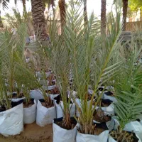 فروش انواع پاجوش|خدمات باغبانی و درختکاری|برازجان, |دیوار