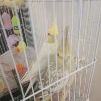 جفت عروس هلندی بالغ سخنگو سالم و سرحال