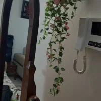 آینه قدی چوب راش|آینه|تهران, افسریه شمالی|دیوار