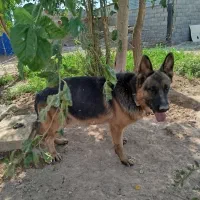 سگ ژرمن نر،سگ تربتی نر در زرند|سگ|زرند, |دیوار