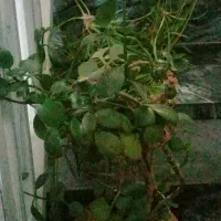 معاوضه گل و گلدان طبیعی|گل و گیاه طبیعی|کرمانشاه, |دیوار