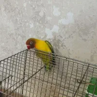 طوطی برزیلی