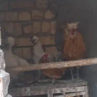 سه عدد مرغ ویک عدد خروس