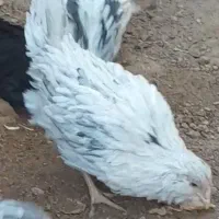 فروش تخم نطفه دار و جوجه|حیوانات مزرعه|زرندیه, |دیوار