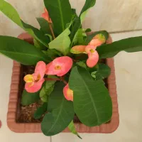 گل مرجان گلدرشت|گل و گیاه طبیعی|تبریز, |دیوار