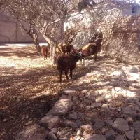 گوسفند شیشک وبره ماده|حیوانات مزرعه|اردبیل, |دیوار