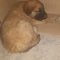 اردک  و توله سگ